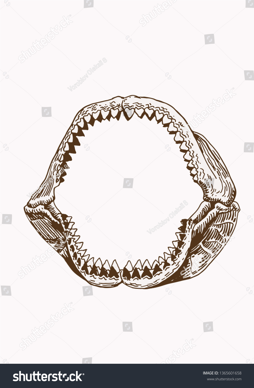 Megalodon Jaw Vintage Shark Jaw Retro Stock Vector (Royalty Free ...