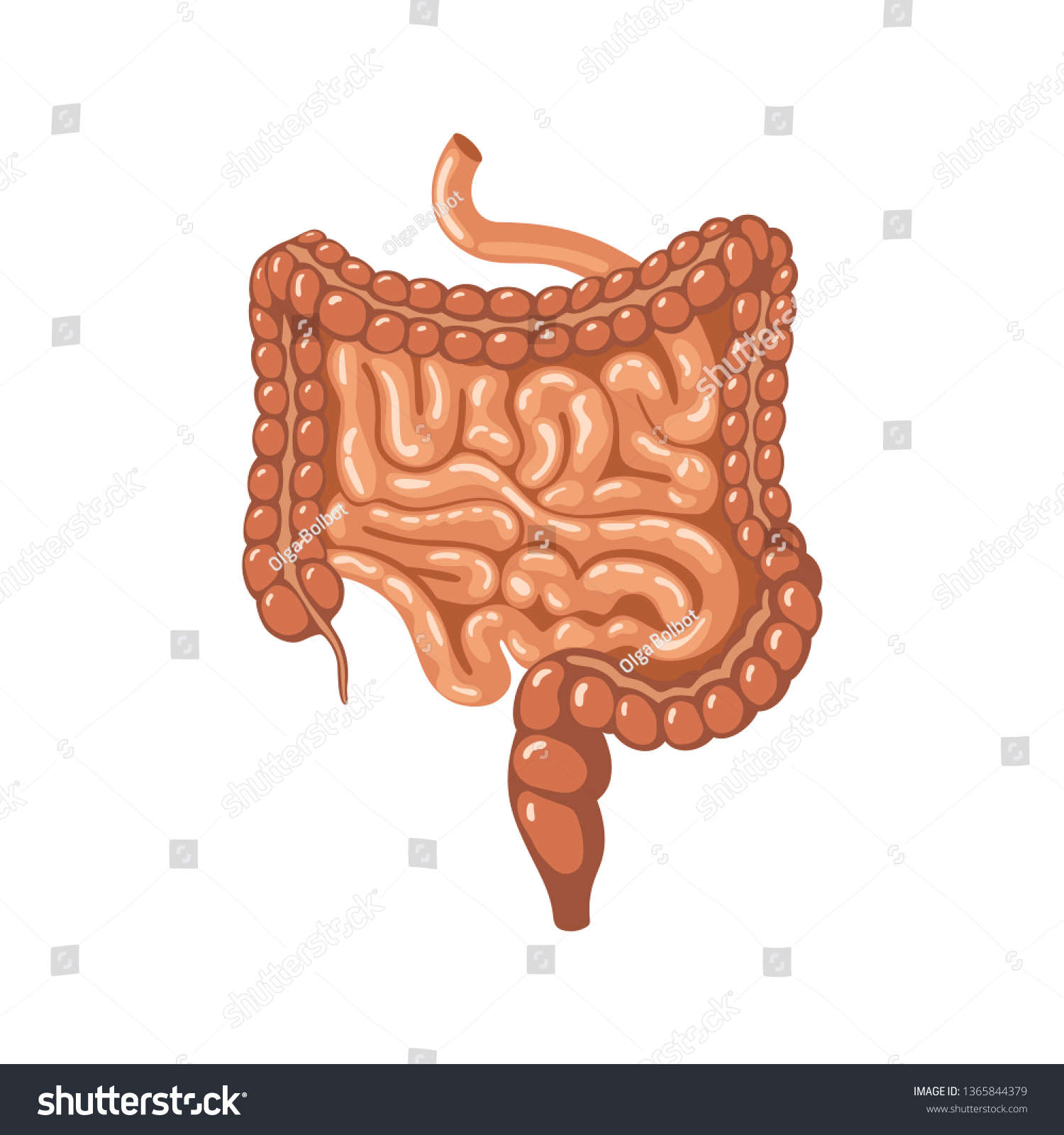 Anatomy Intestine Anatomical Vector Illustration Flat Stock Vector ...