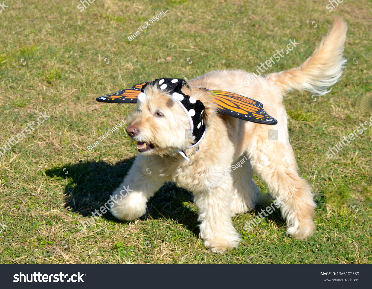 Golden Retriever Puppy Halloween Costume - Golden Retriever Puppy Wearing Butterfly Costume Stock Photo 1366102589 | Shutterstock Golden Retriever Puppy Halloween Costume - Golden Retriever Puppy Wearing Butterfly Costume Stock Photo 1366102589 | Shutterstock