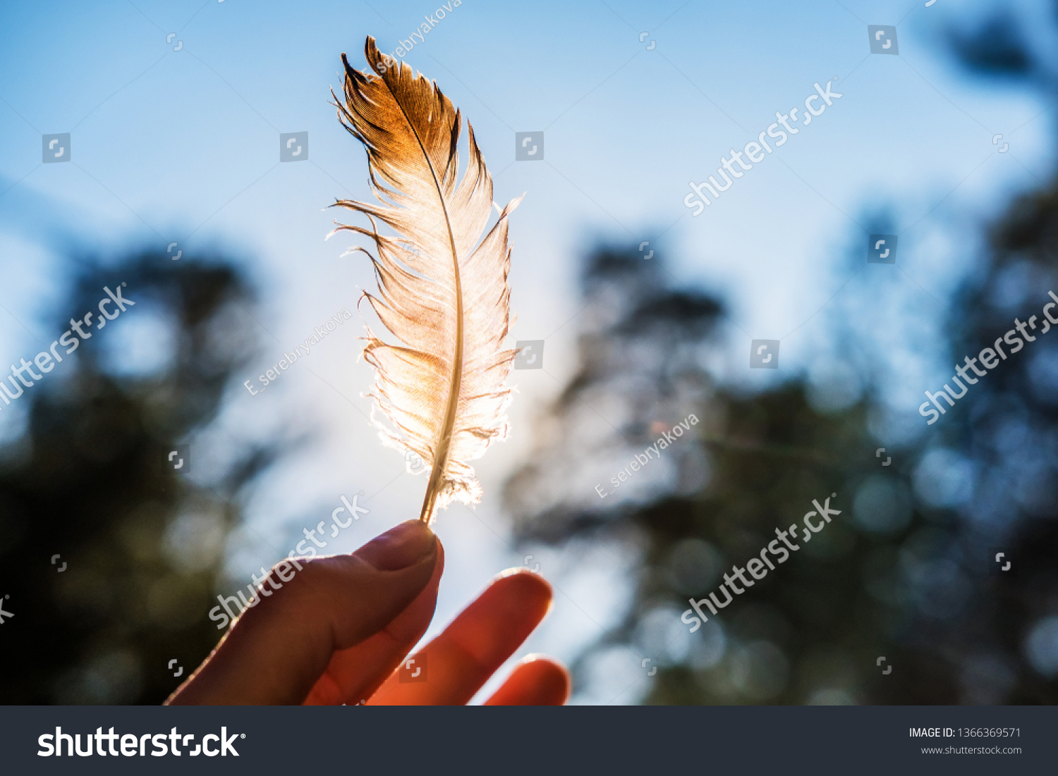 Hand Holds His Fingers Feather Lit Stock Photo 1366369571 | Shutterstock