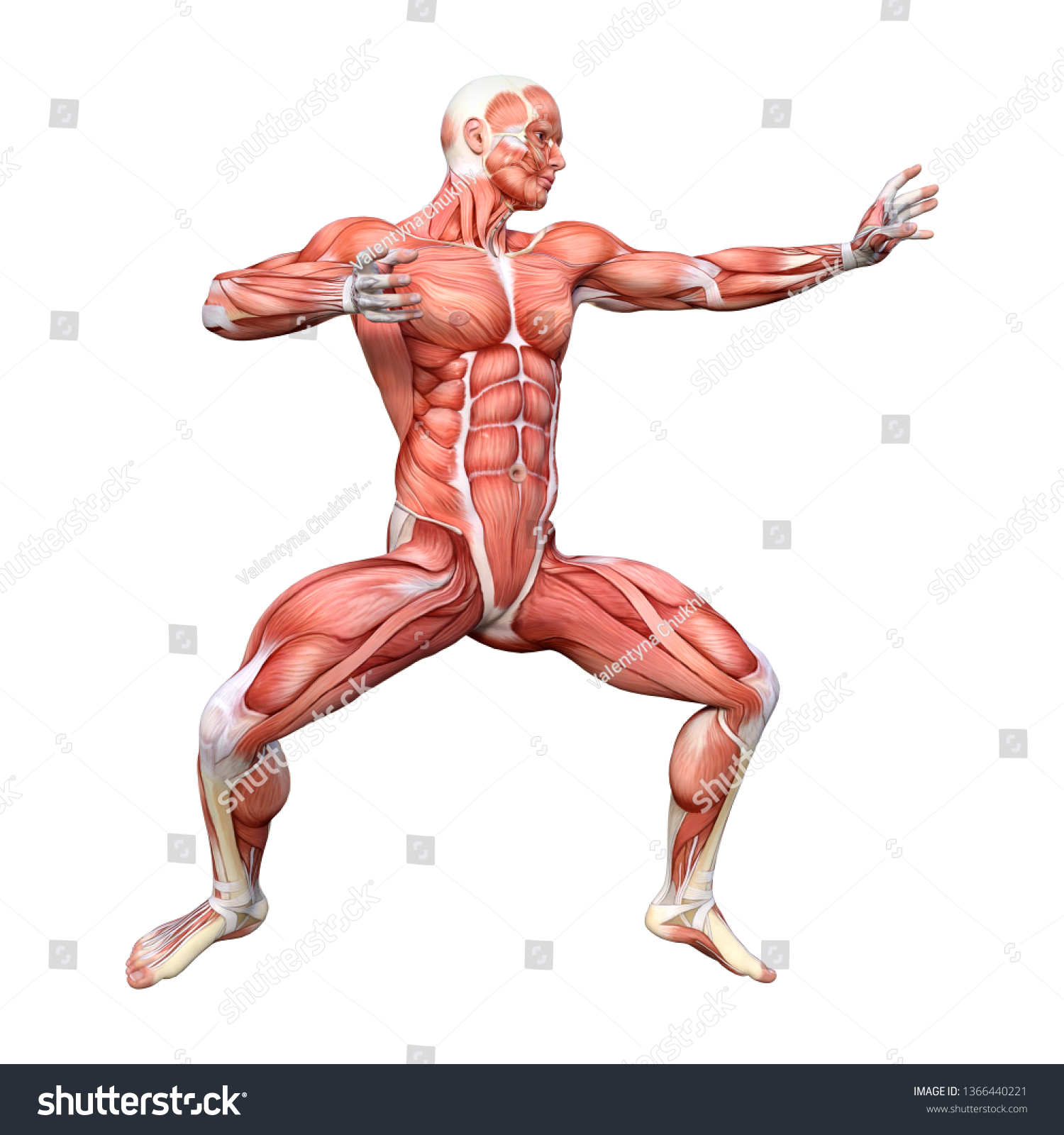 male arm muscle anatomy