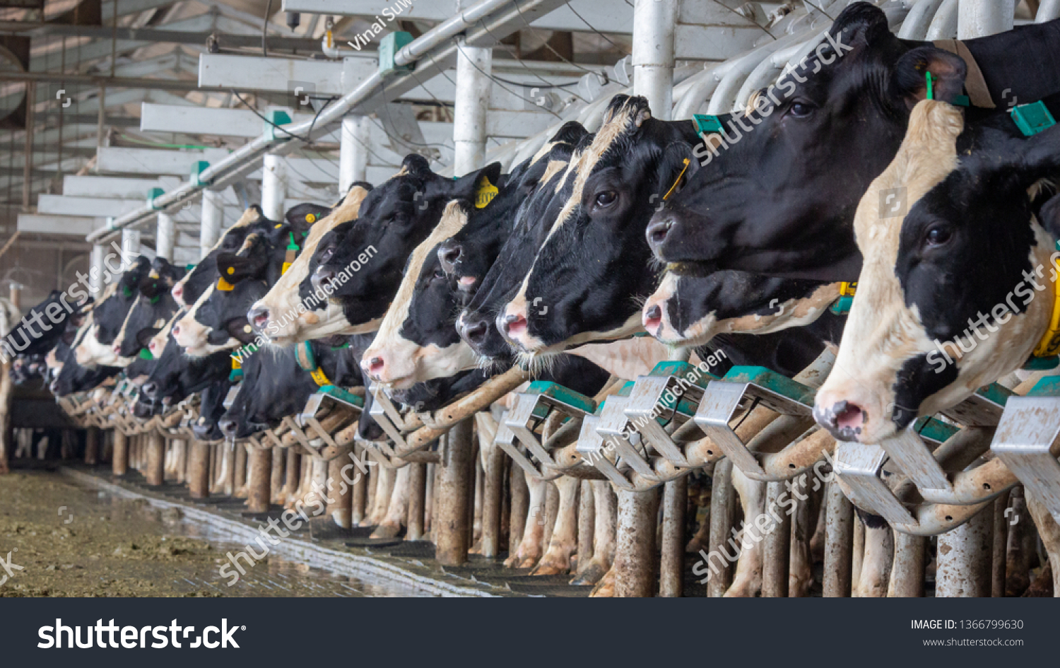 Dairy Cows Milking Parlor Stock Photo 1366799630 | Shutterstock