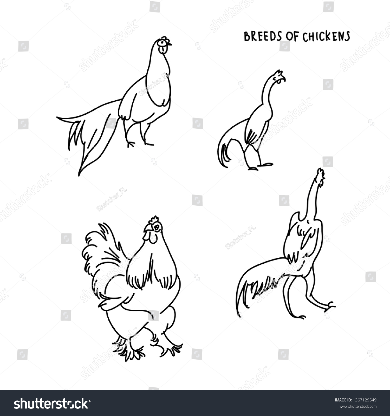 Set Breeds Chicken Hens Cocks Various Stock Vector Royalty Free