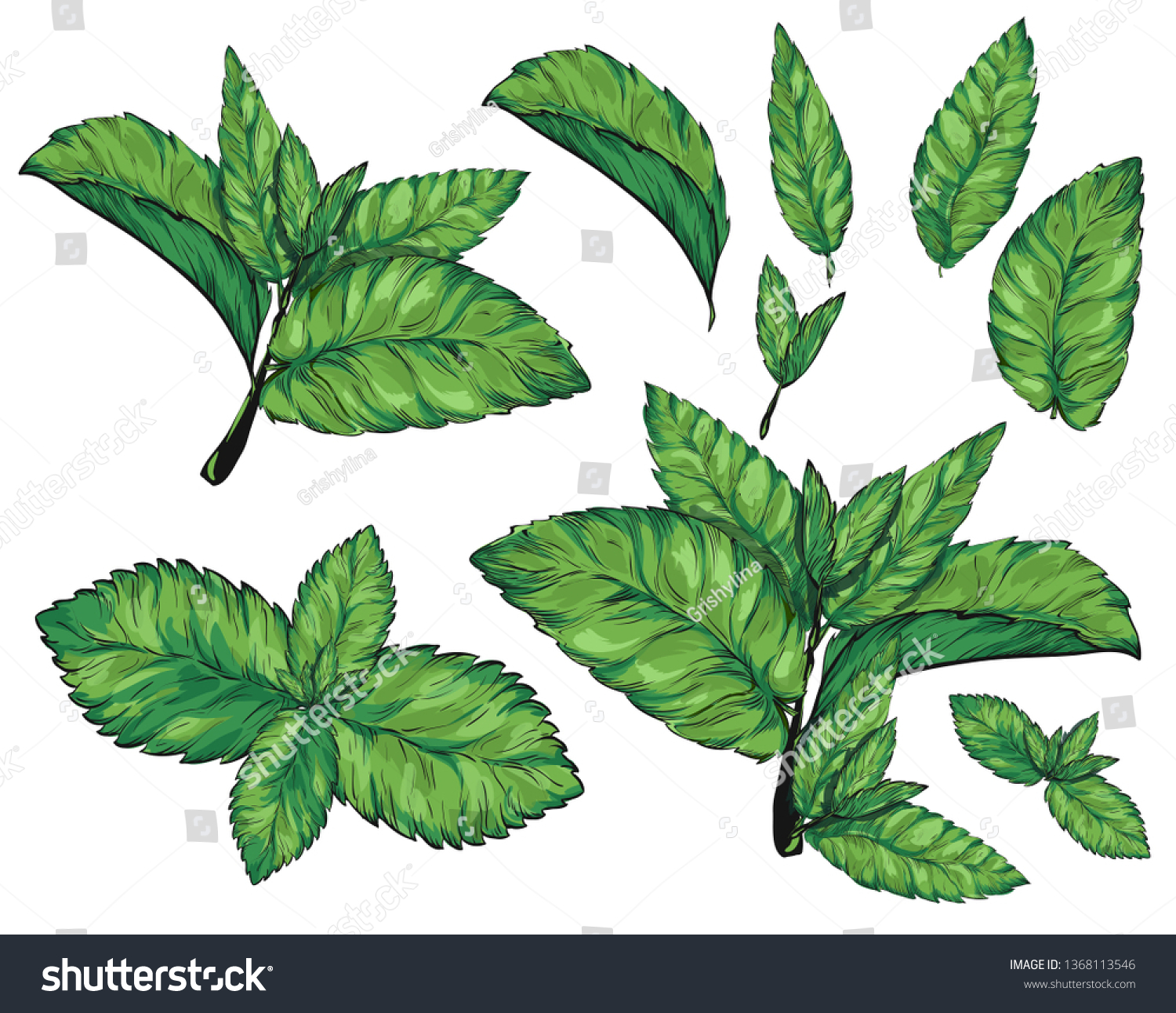 Mint Leaves Isolated Setstyle Ink Sketch Stock Vector (Royalty Free ...