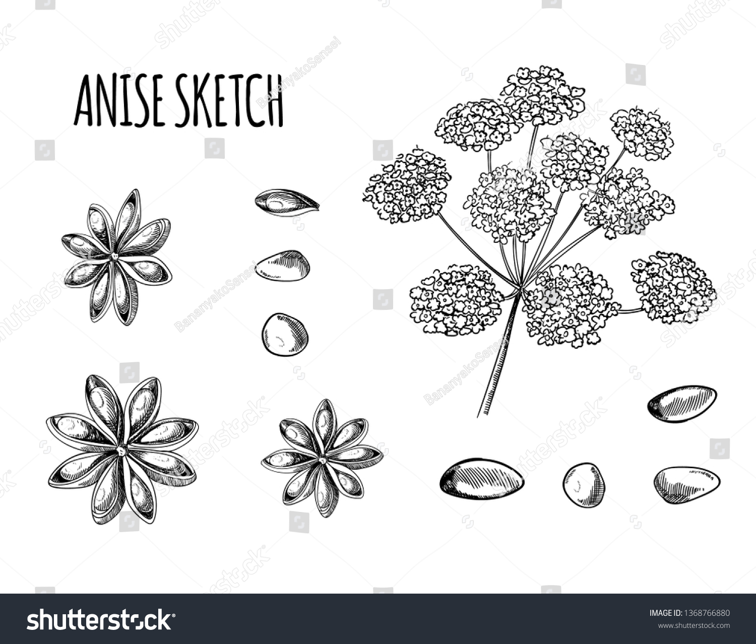 Anise Sketch Hand Drawn Plant Illustration Stock Illustration ...