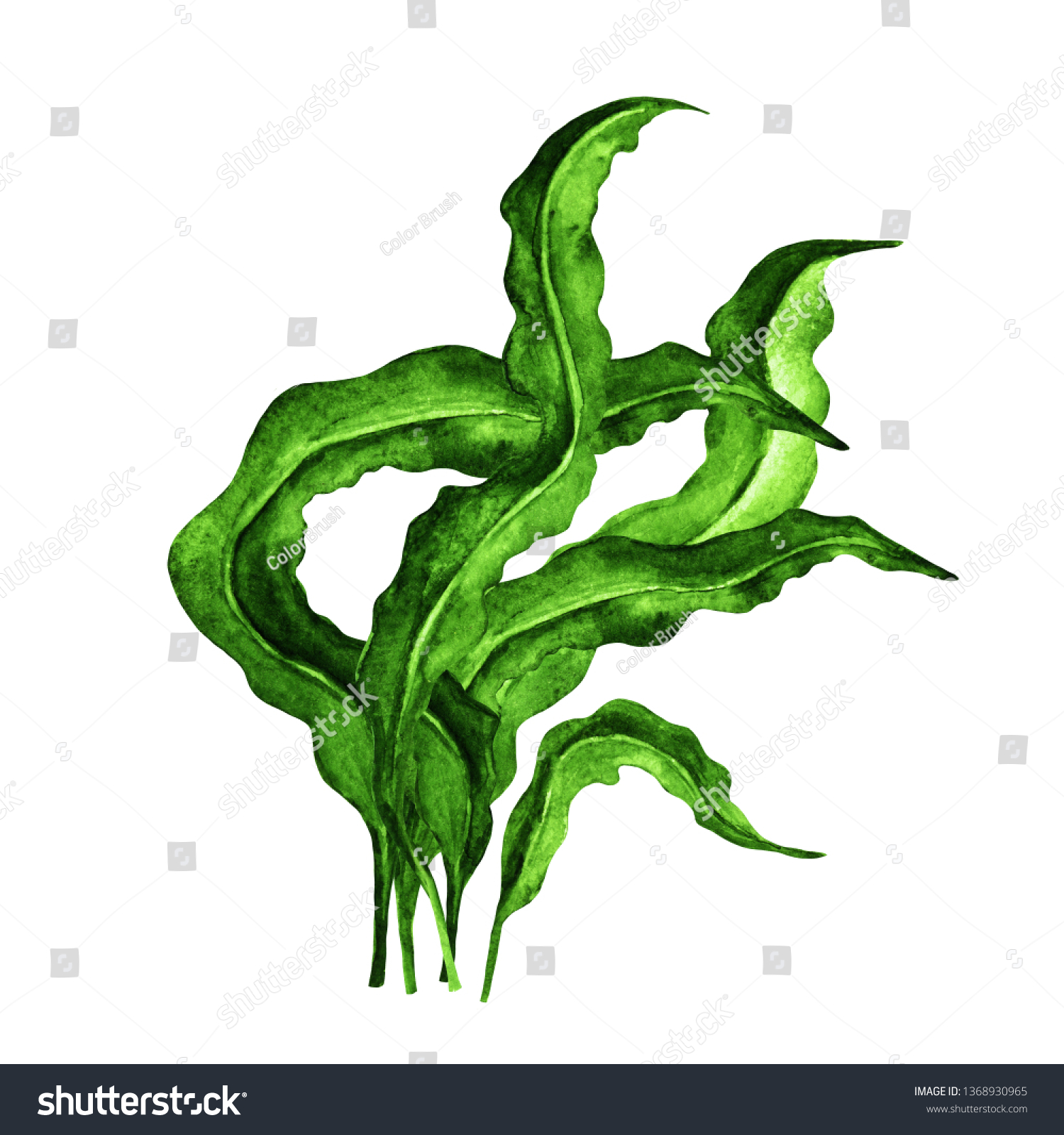 Watercolor Green Plant Leaves Seaweed Isolated Stock Illustration ...