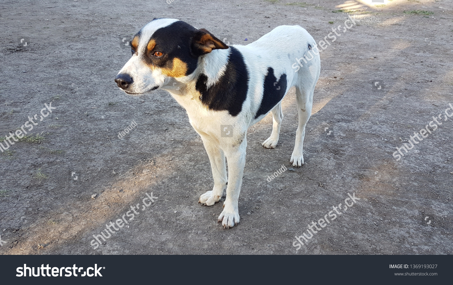 are ratonero bodeguero andaluz aggressive