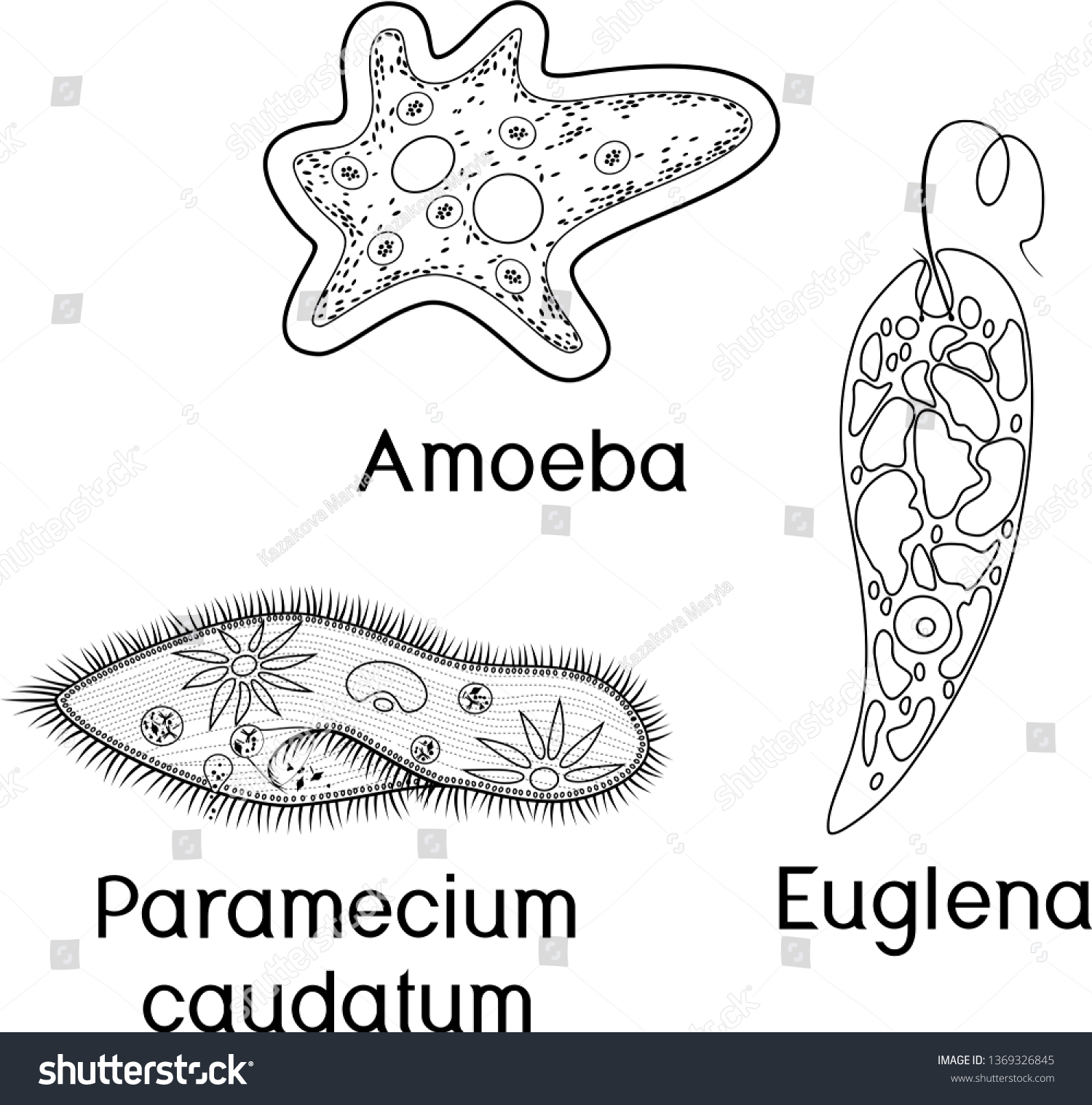 Coloring Page Set Unicellular Organisms Protozoa Stock Vector (Royalty ...