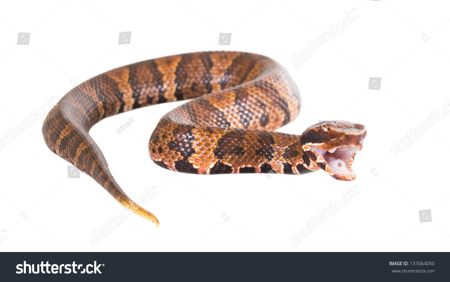 Venomous Snake American Copperhead Agkistrodon Contortrix Stock Photo ...