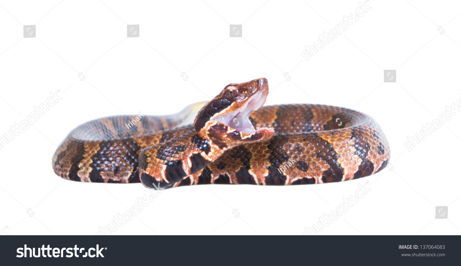 Aggressive Snake American Copperhead Agkistrodon Contortrix Stock Photo ...