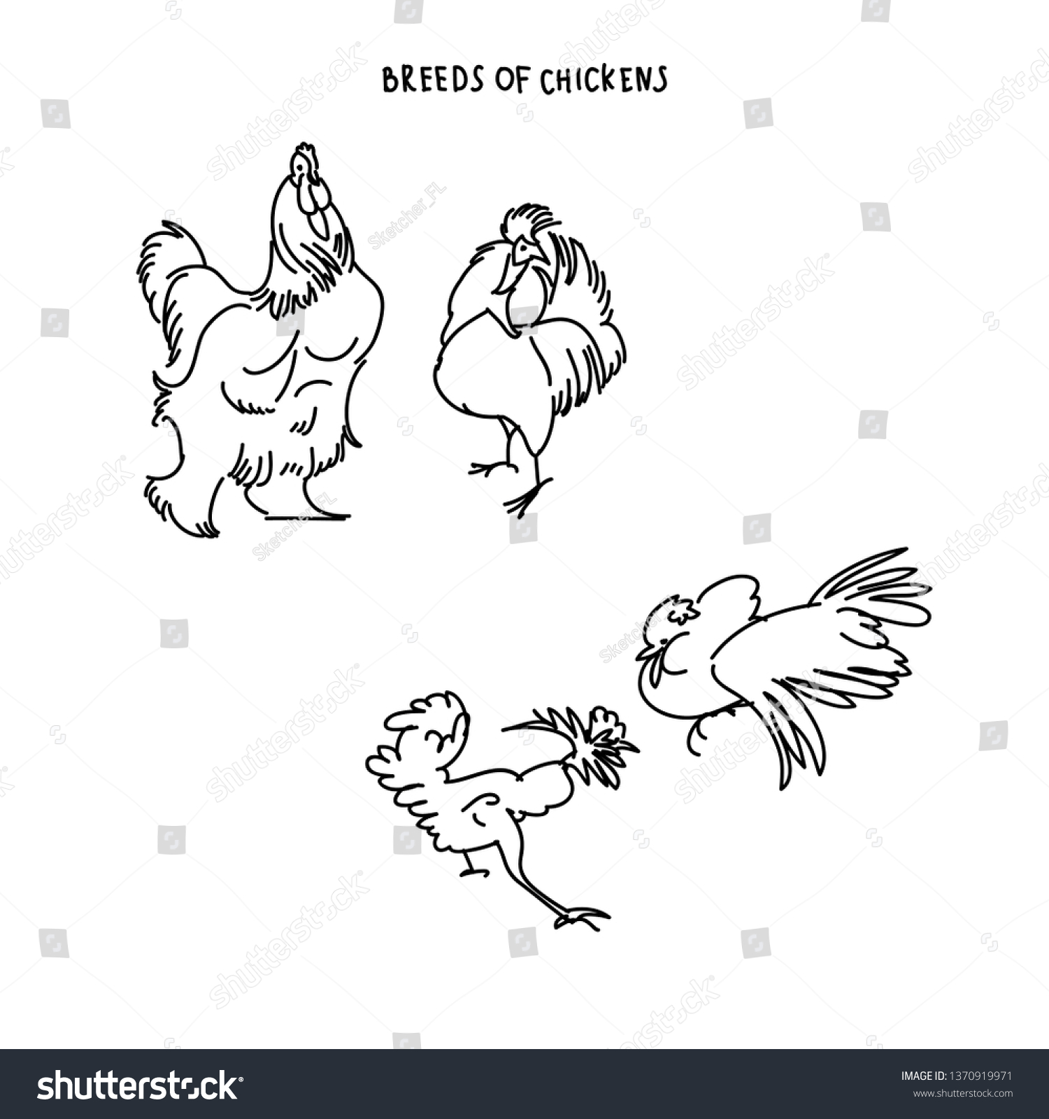 Set Breeds Chicken Hens Cocks Various Stock Vector Royalty Free