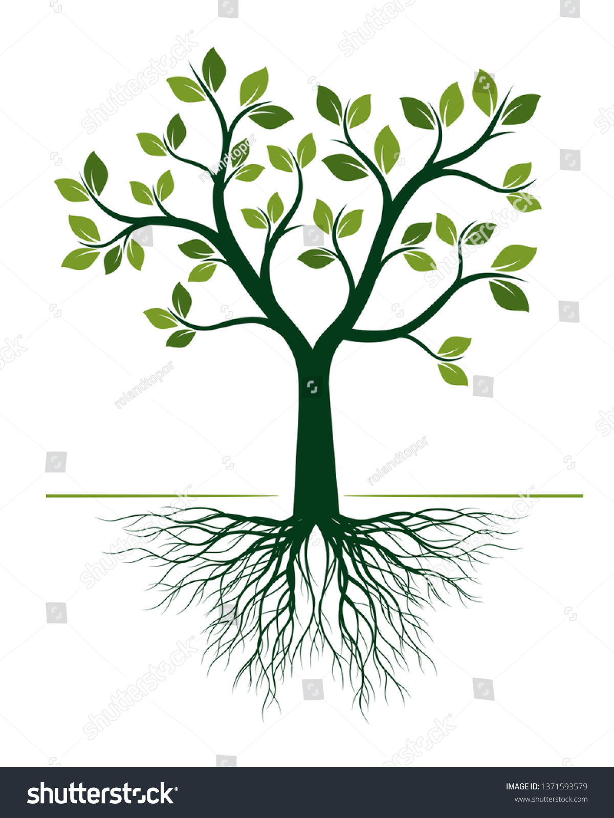 Green Tree Roots On White Background Stock Vector (Royalty Free ...