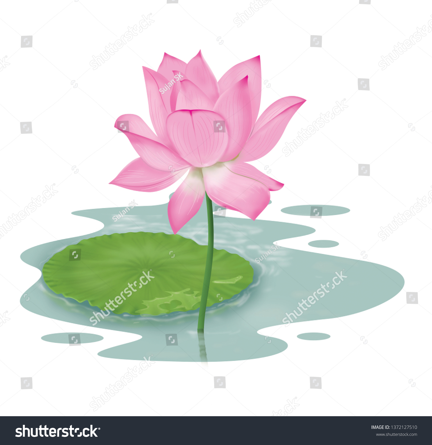 Lotus Flower Illustration Isolated Background Stock Illustration ...