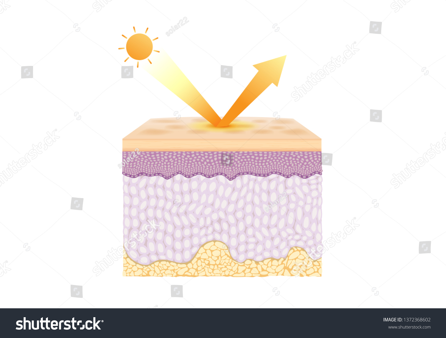 Uv Reflection Skin After Protection Illustration Stock Vector (Royalty ...