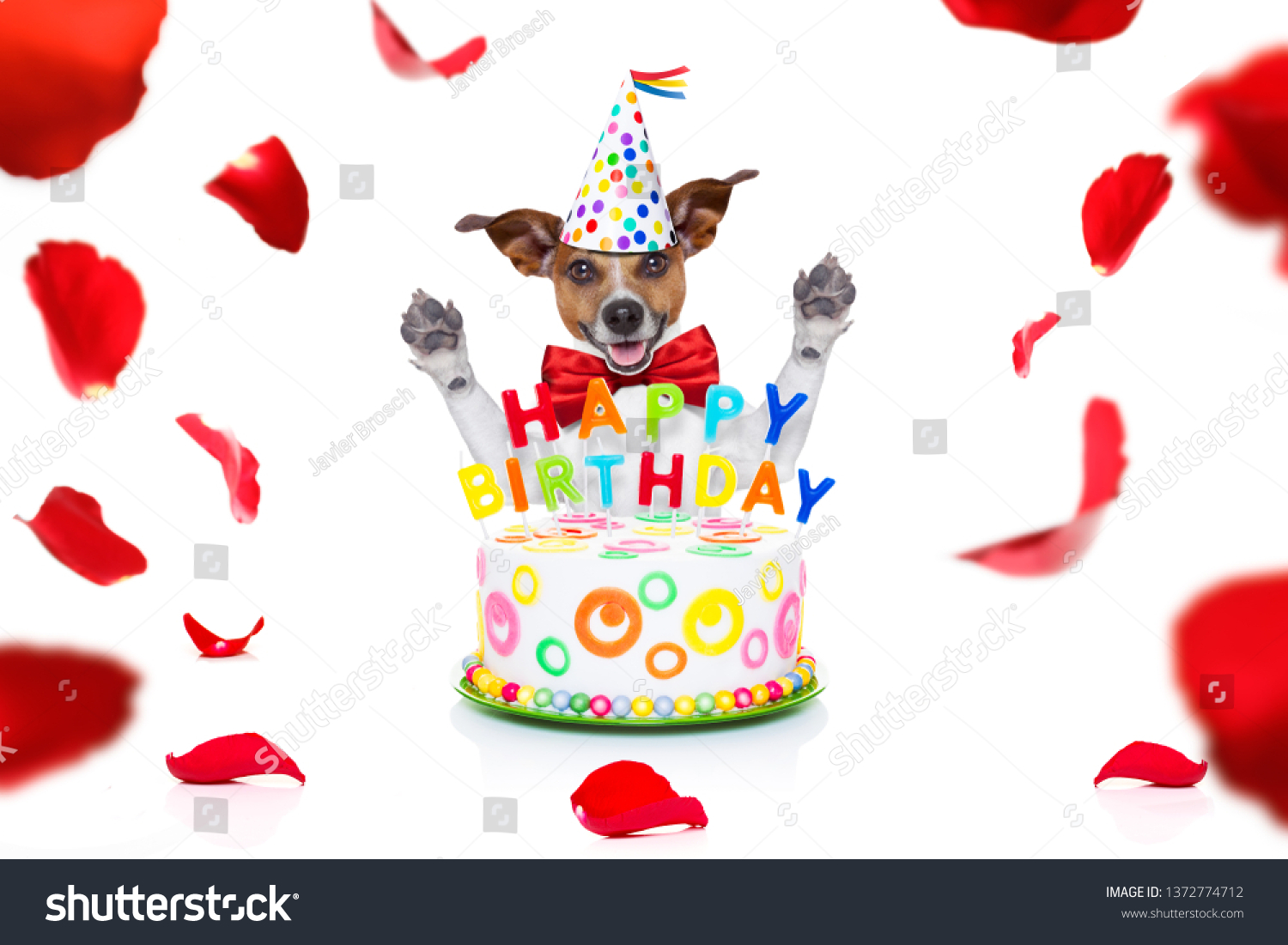 Happy Birthday Jack Russell Dog Present Stock Photo 1372774712 ...