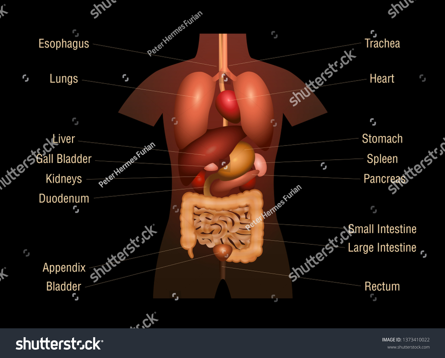 Vektor Stok Internal Organs Threedimensional Anatomy Chart Inner Tanpa Royalti 1373410022