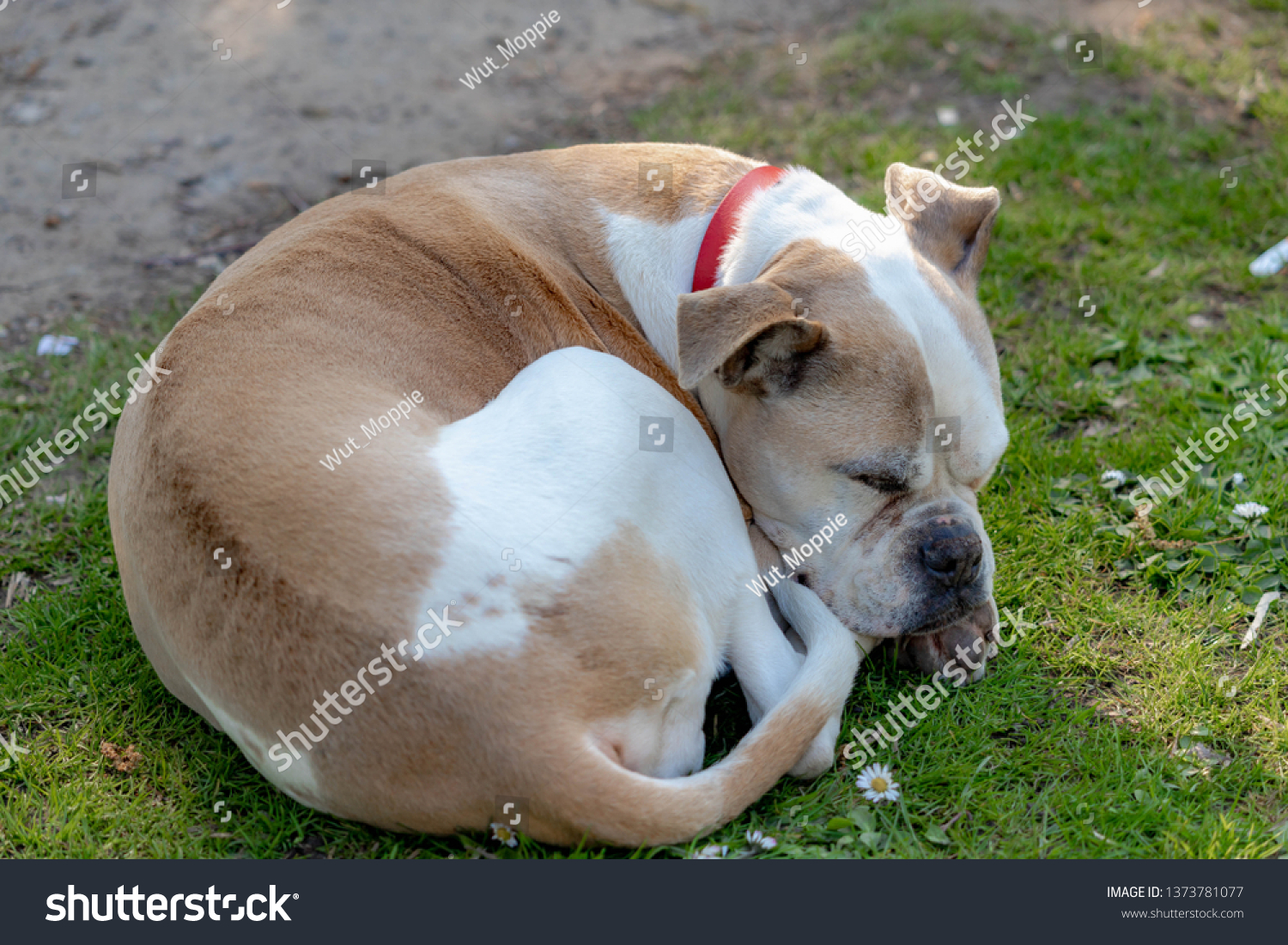 are american bulldogs lazy