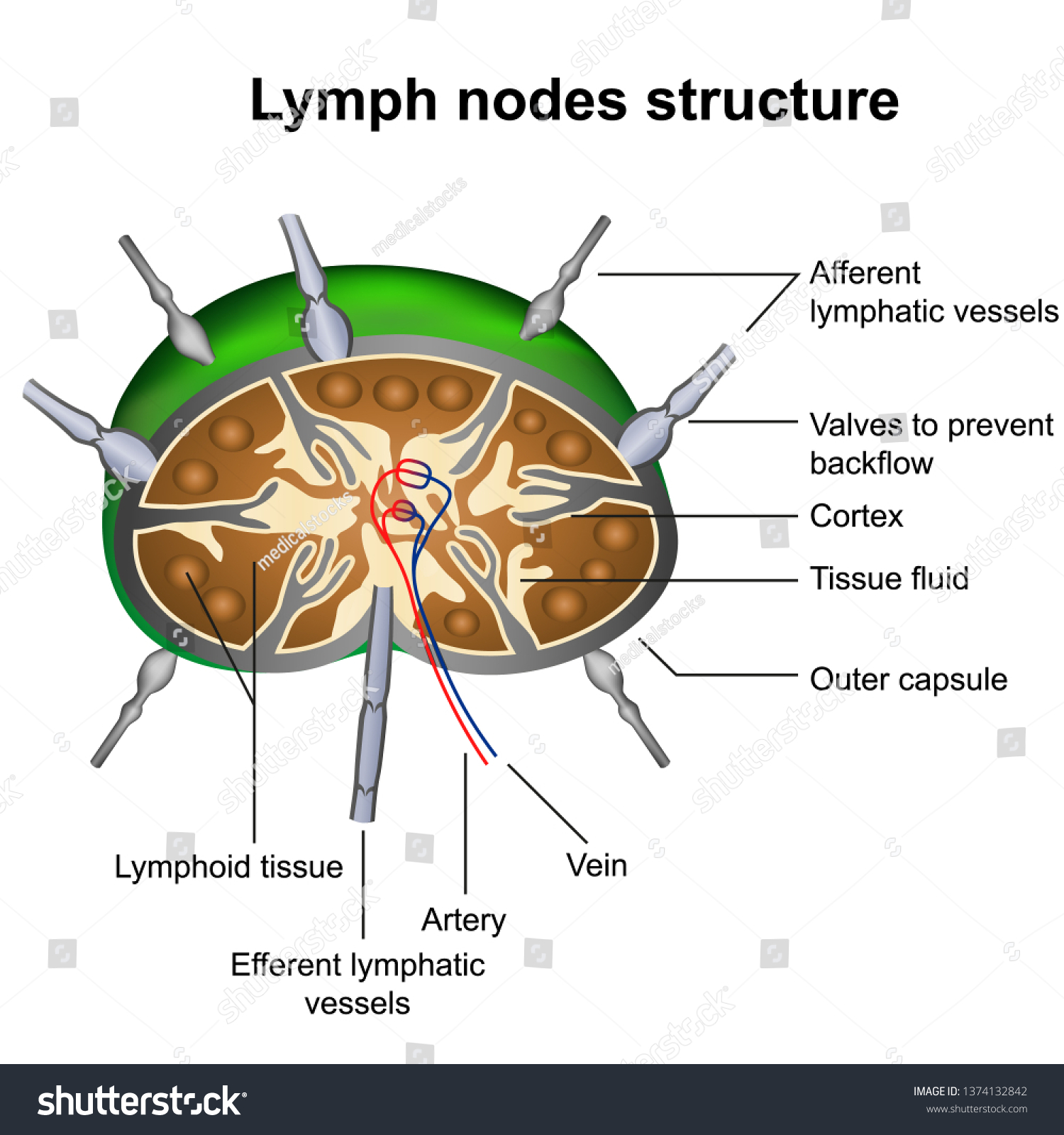 964 Medical diagram lymph Images, Stock Photos & Vectors | Shutterstock