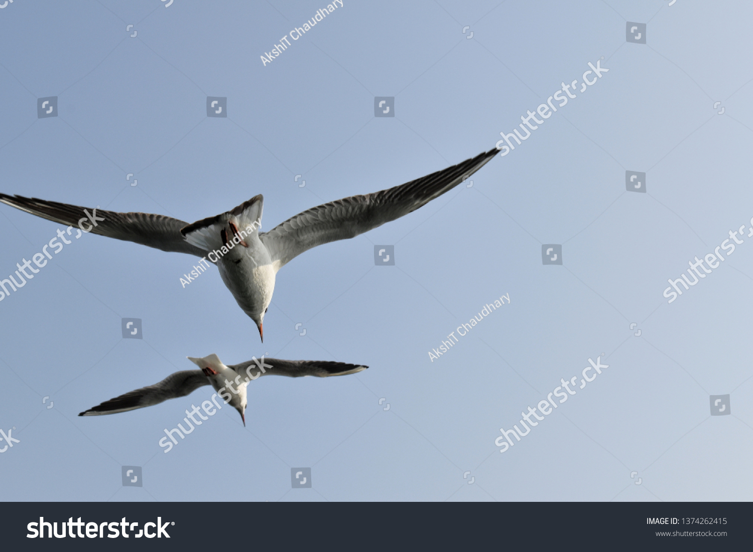 Pair Two Birds Flying Blue Sky Stock Photo 1374262415 | Shutterstock