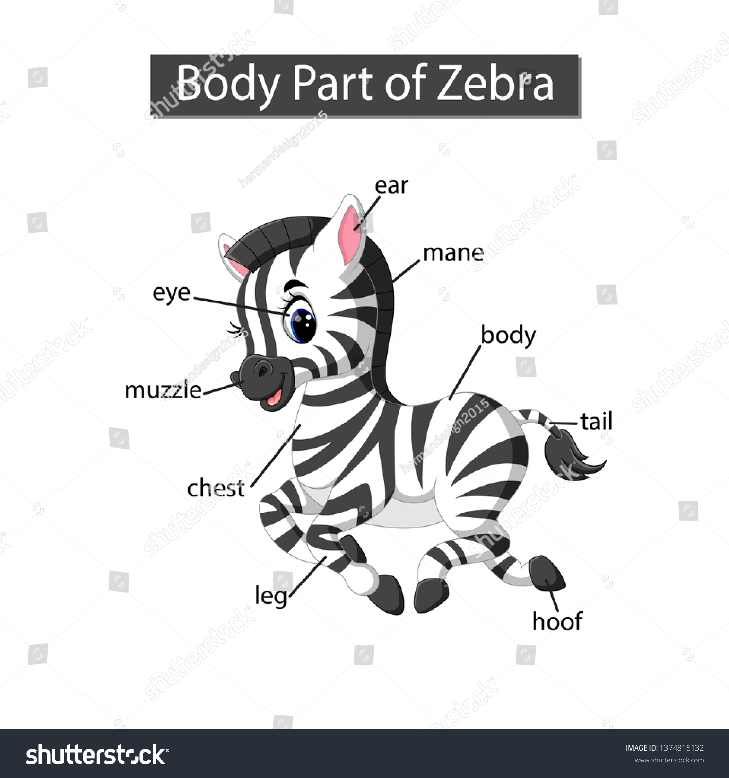 Diagram Showing Body Part Zebra Stock Vector (Royalty Free) 1374815132 ...