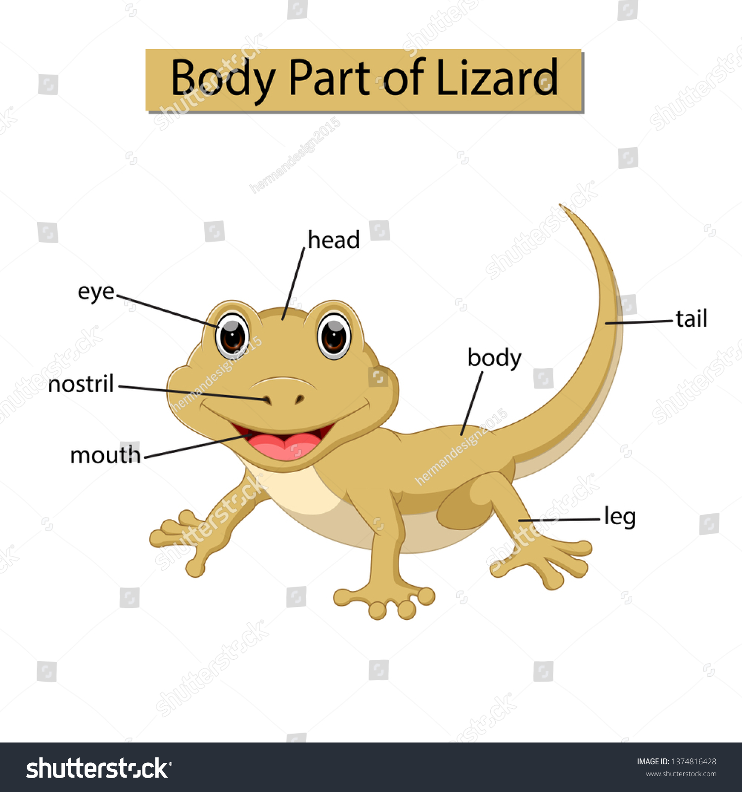 Diagram Showing Body Part Lizard Stock Vector (Royalty Free) 1374816428 ...