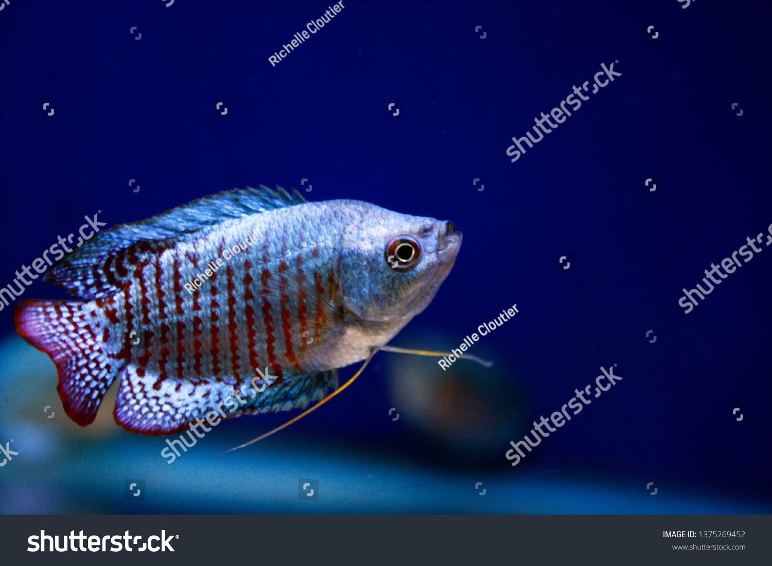 Dwarf Gourami Freshwater Tropical Fish Blue Stock Photo 1375269452 ...