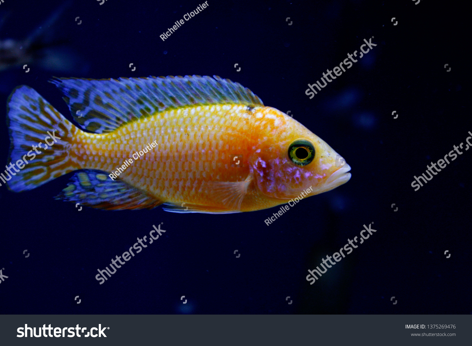 Aulonocara Firefish Peacock Cichlids Dragonblood Peacock Stock Photo ...