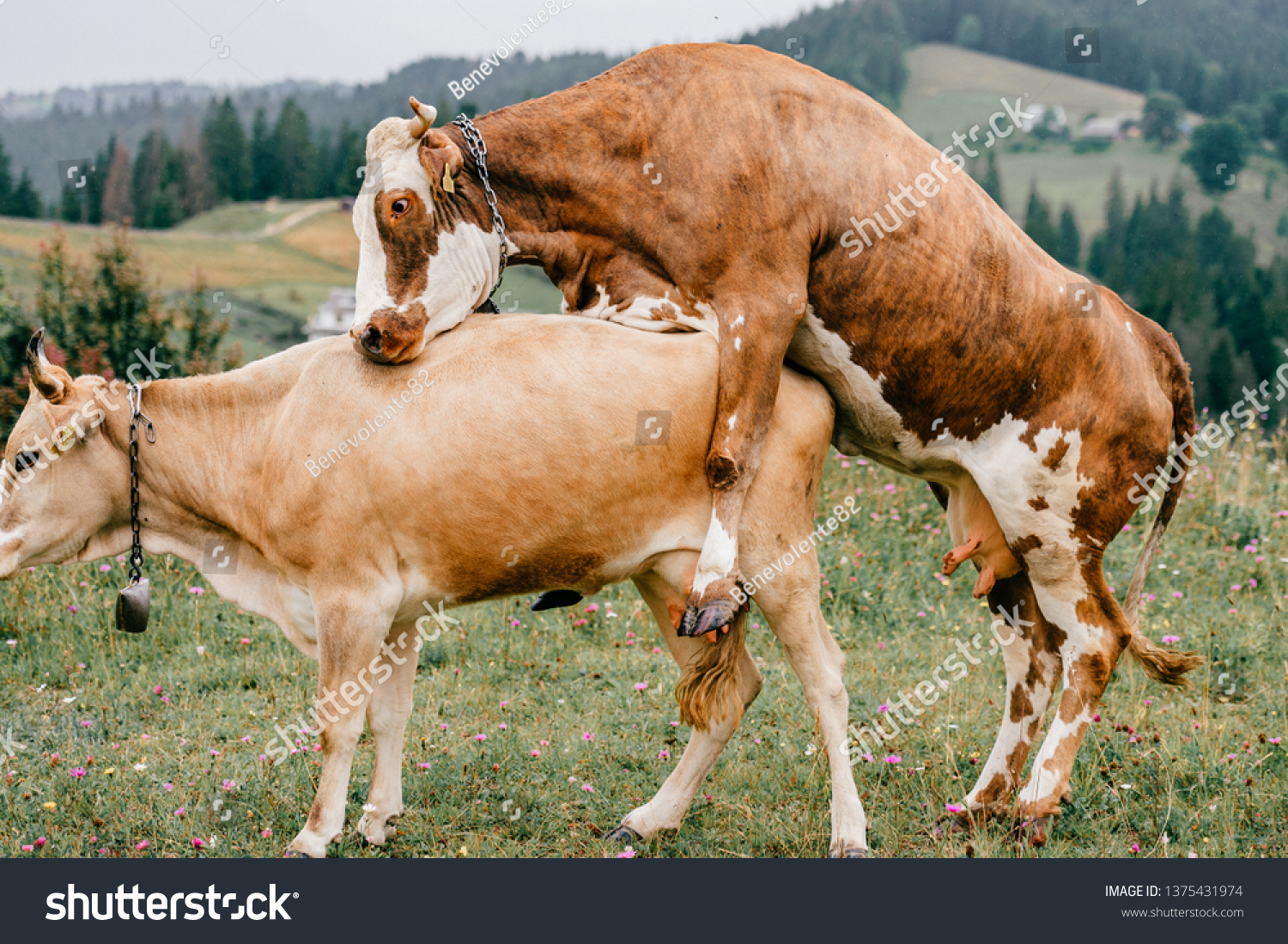 Follando vacas