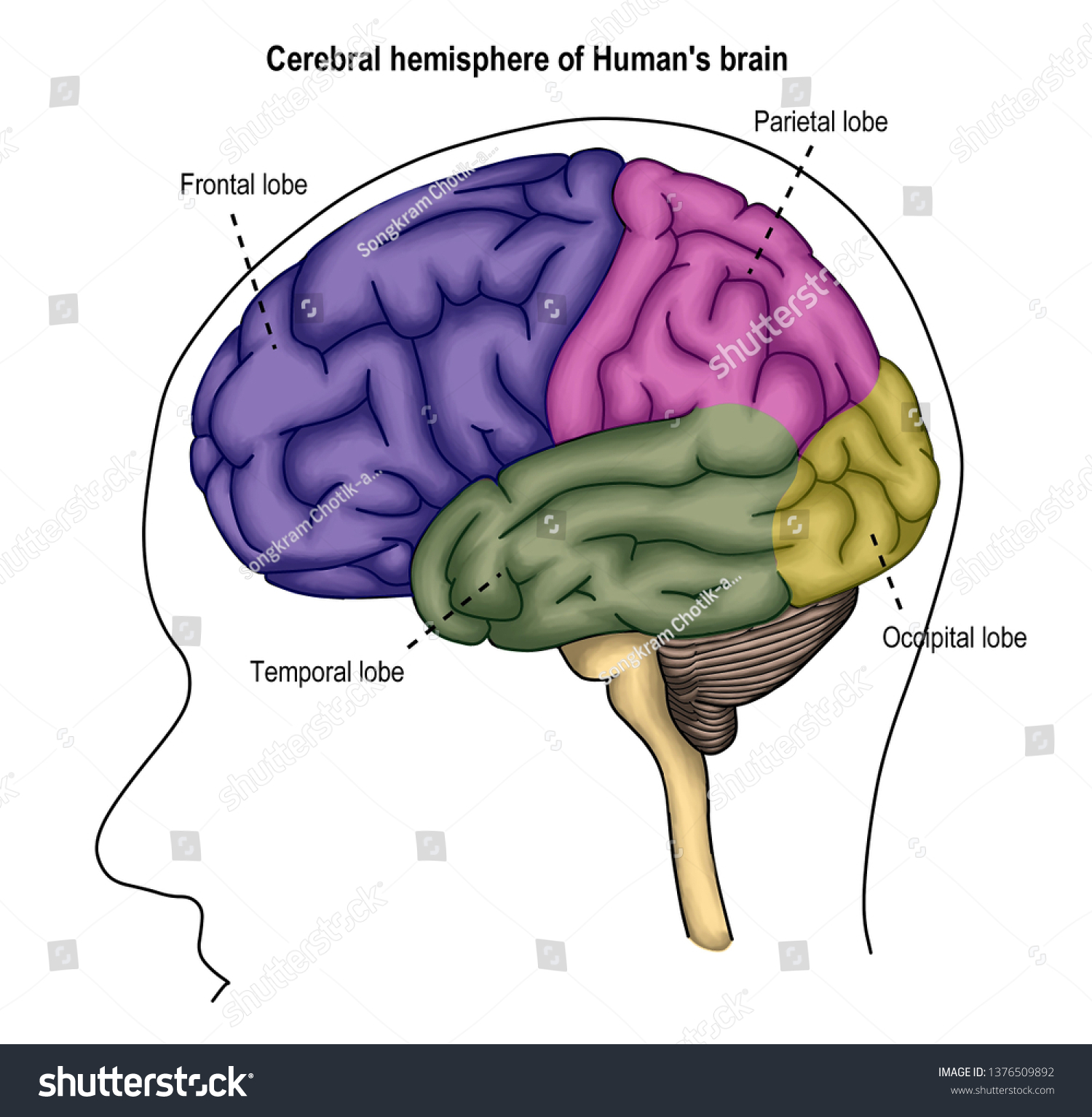 Illustration Shown Surface Brain Anatomy Demonstrated Stock ...