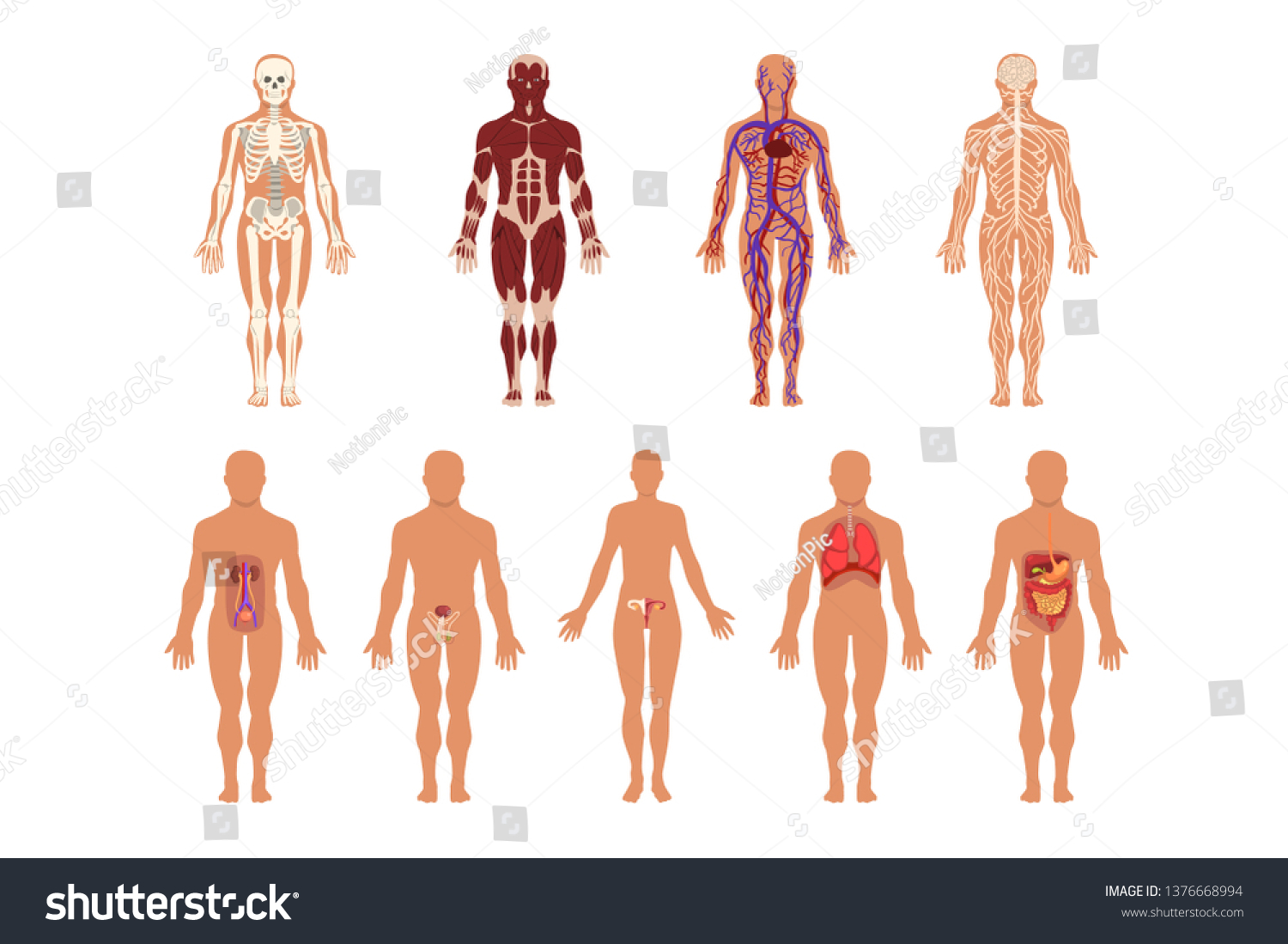 Different Human Organ System Set Muscular Stock Vector (Royalty Free ...