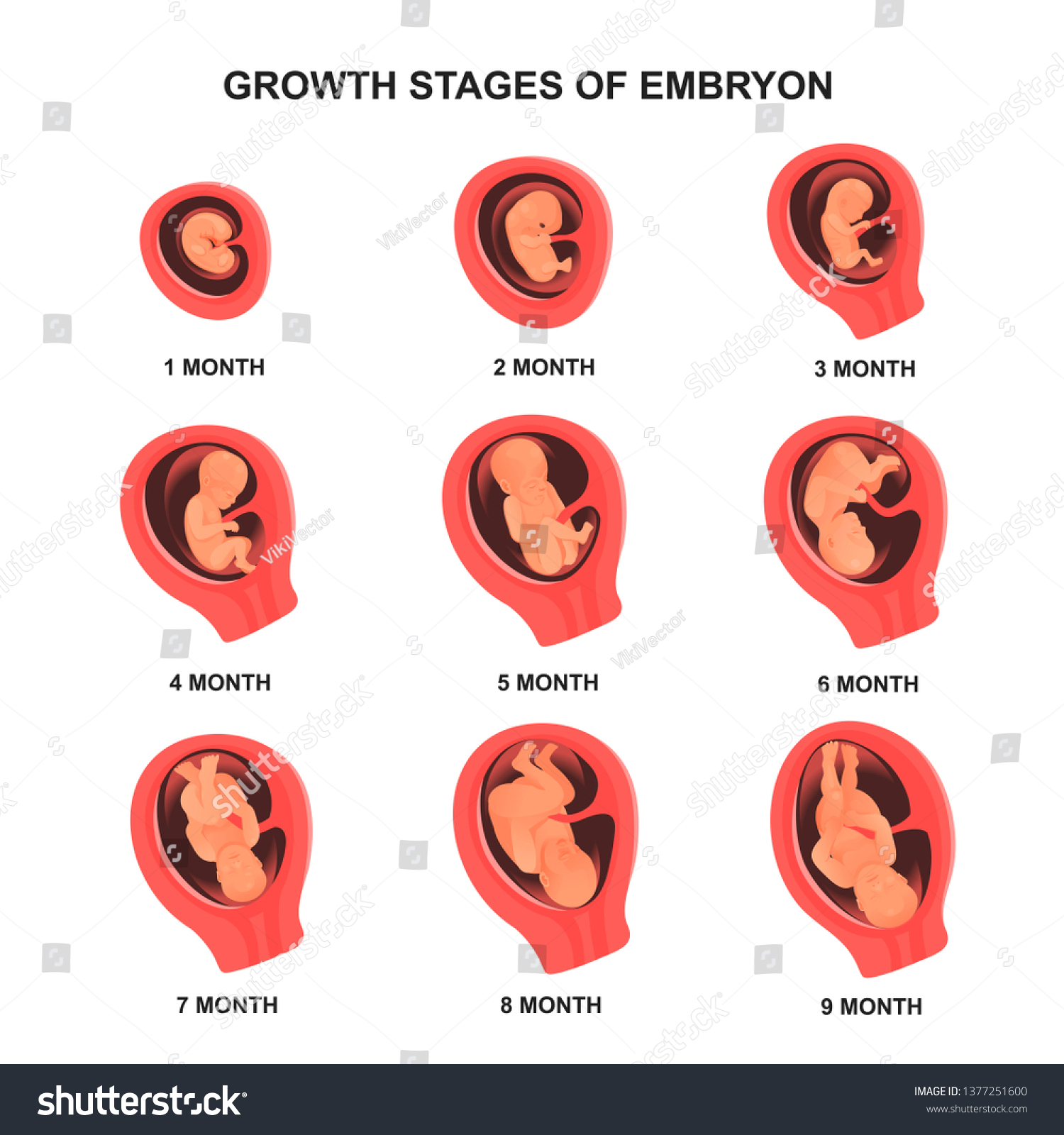 Embryo Growth Stage Set Names Medical Stock Vector (Royalty Free ...