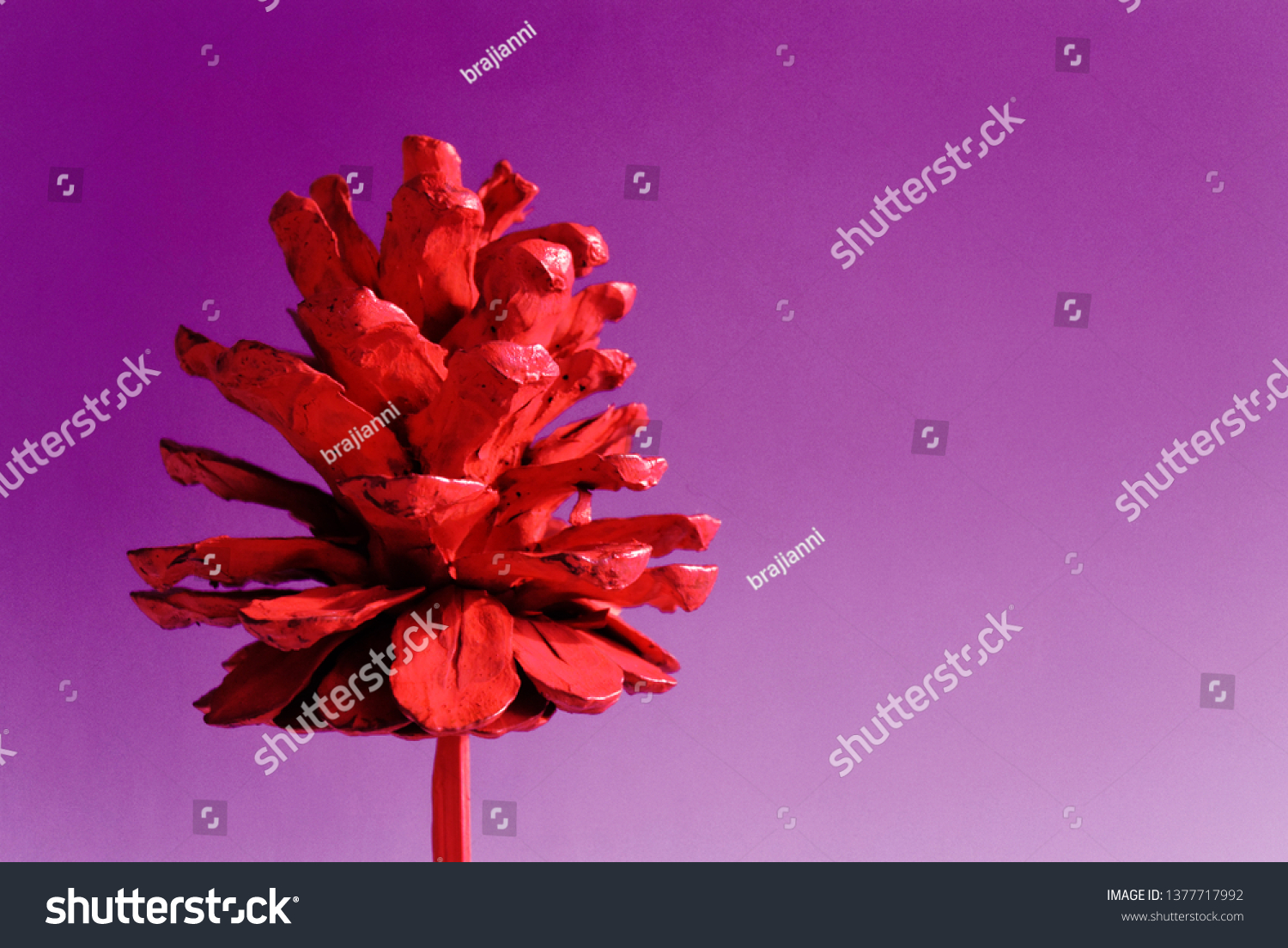 photo-red-bump-on-purple-background-stock-photo-1377717992-shutterstock