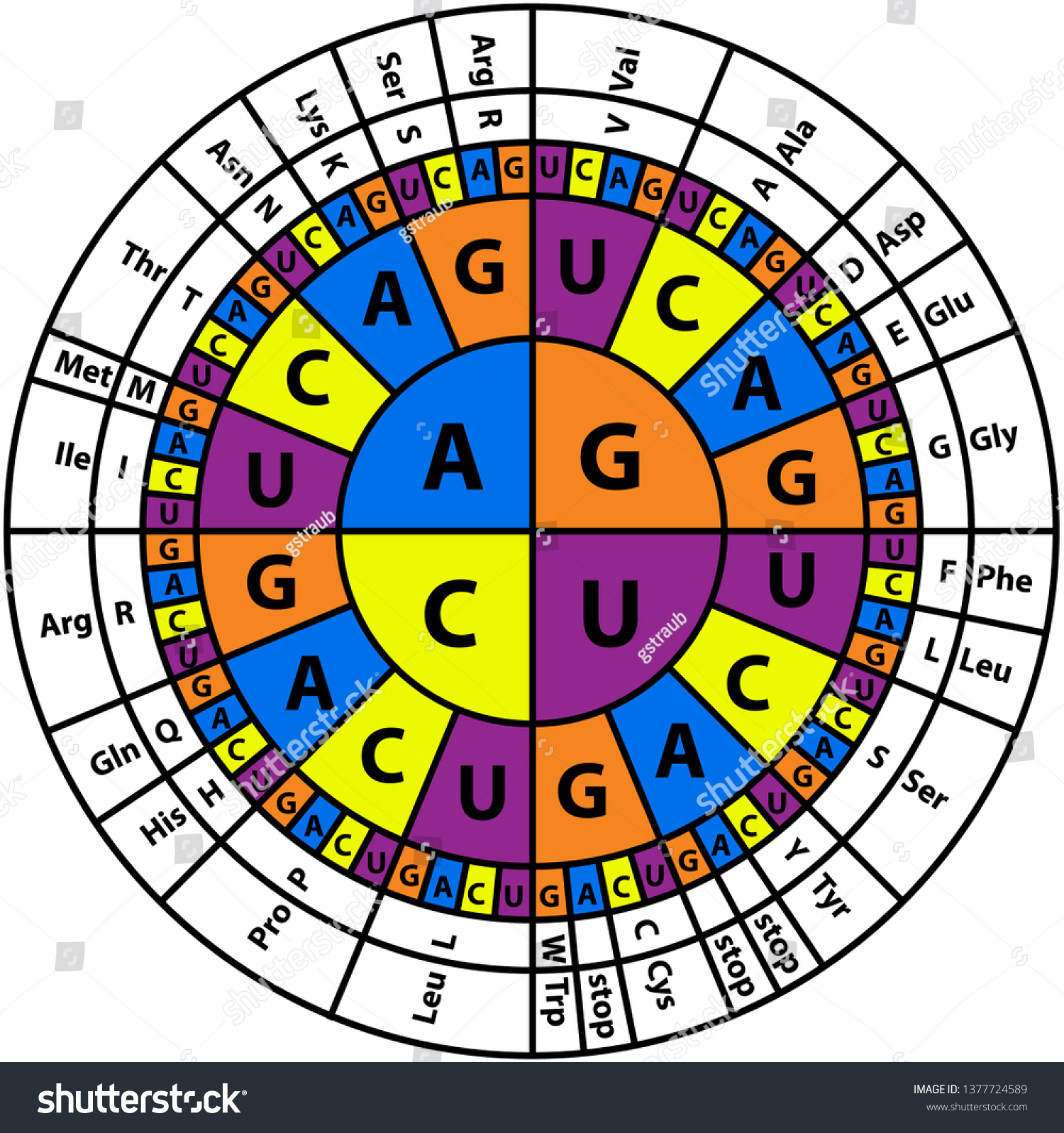 Amino Acid Sequence Chart Stock Vector (Royalty Free) 1377724589