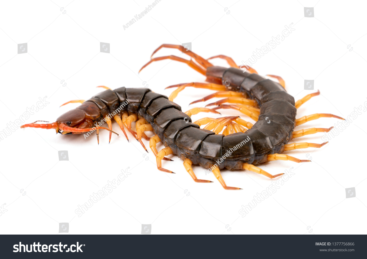 Centipede Chilopoda Isolated On White Background Stock Photo 1377756866 ...