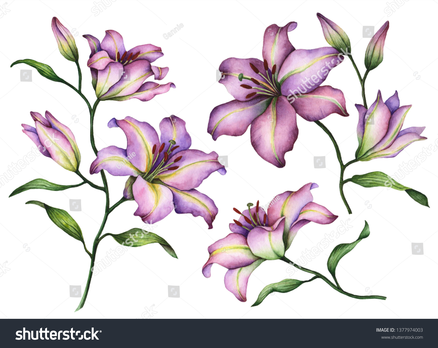 Set Lilies Hand Painted Floral Illustration Stock Illustration ...