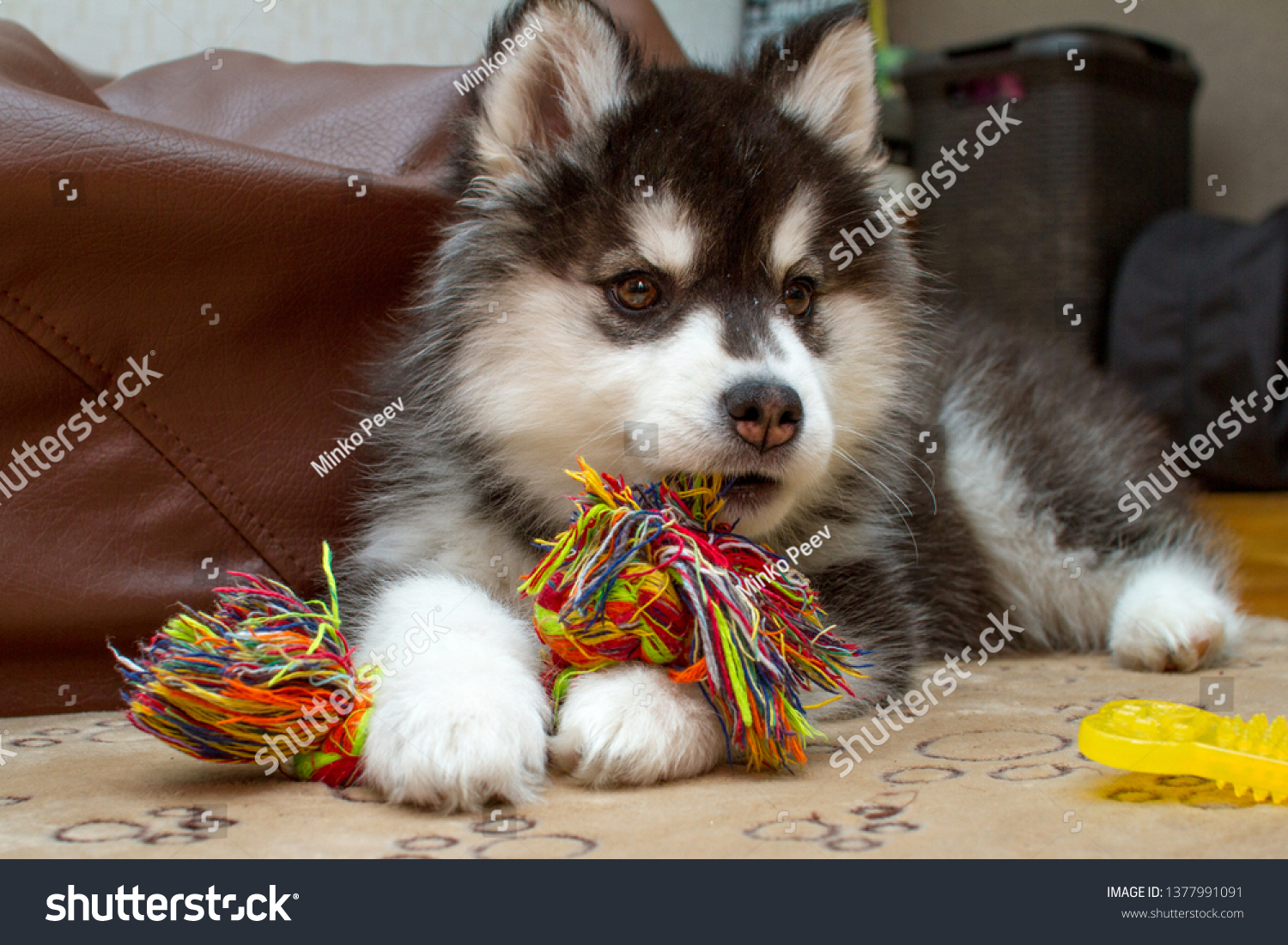 are huskies chewers