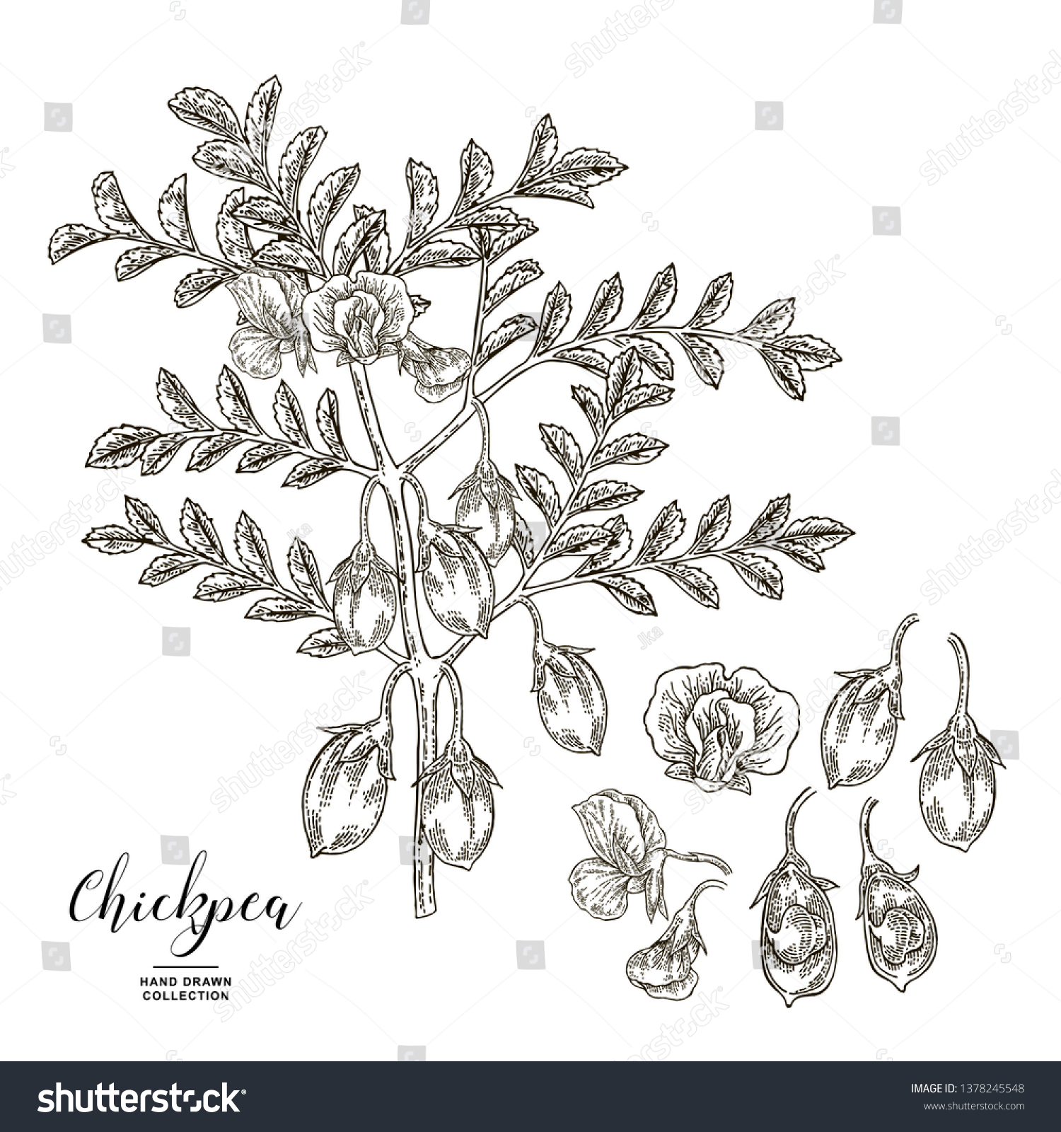 Chickpea Plant Isolated On White Background Stock Vector (Royalty Free ...