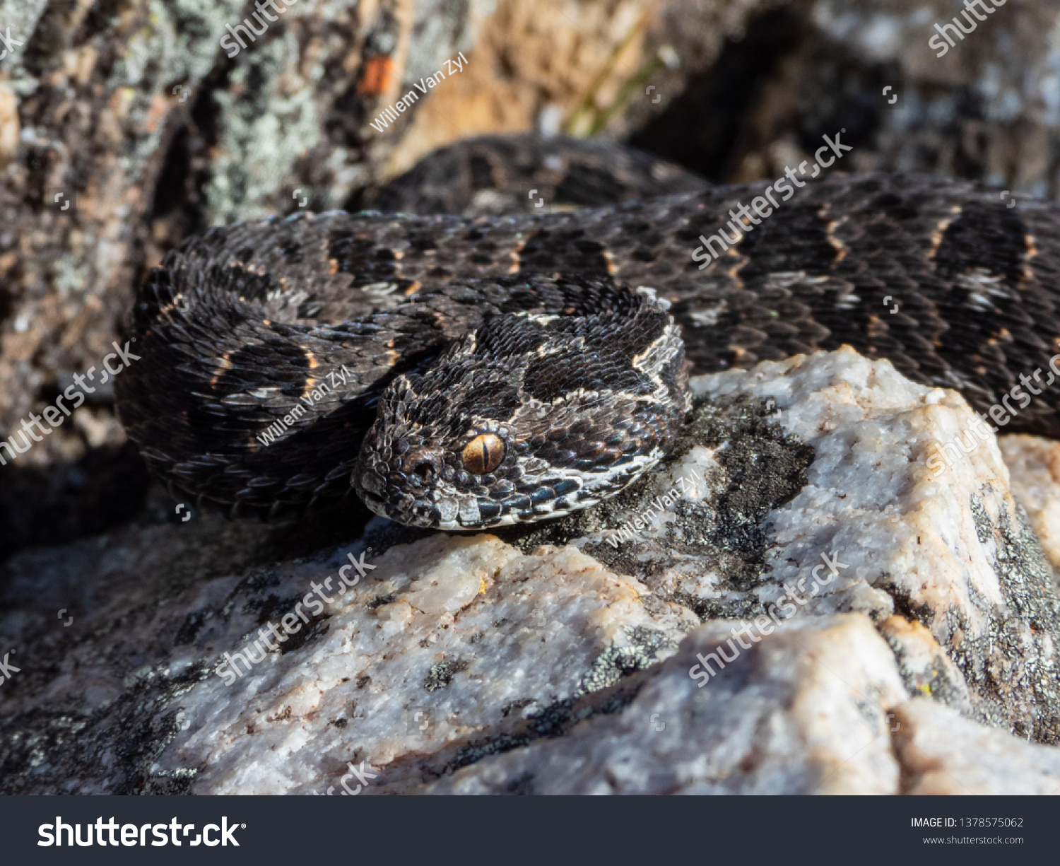 Berg Adder Bitis Atropos Stock Photo 1378575062 | Shutterstock