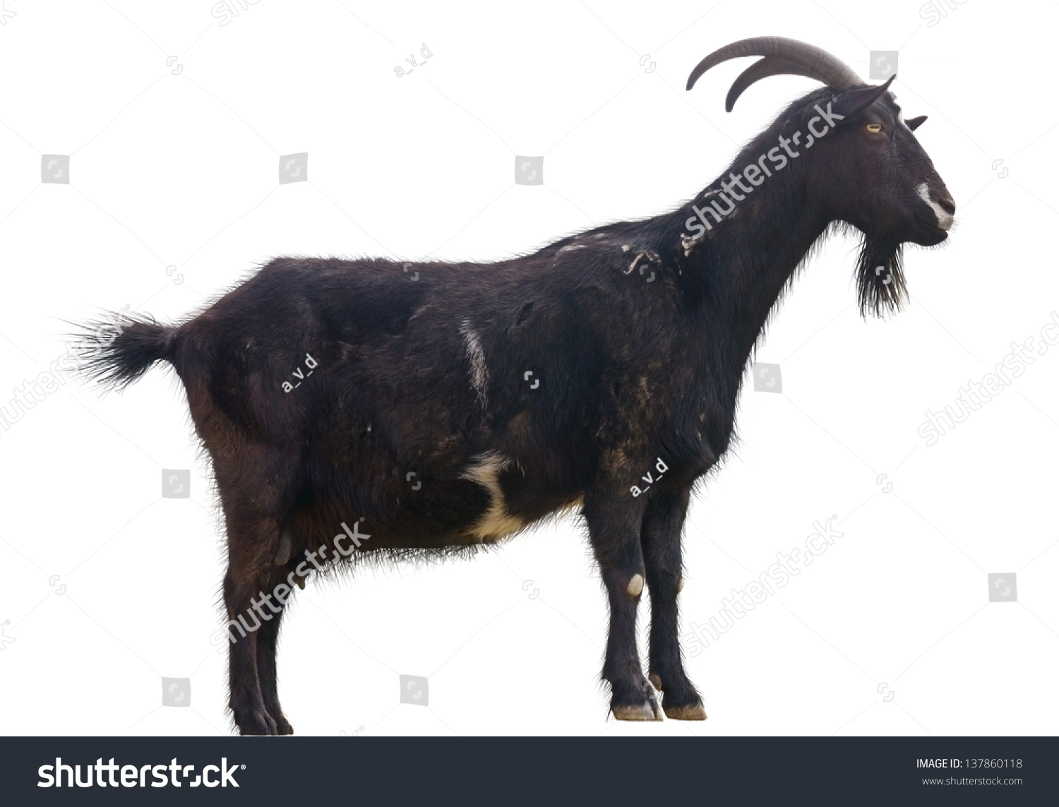 Black Goat On White Background Stock Photo 137860118 | Shutterstock