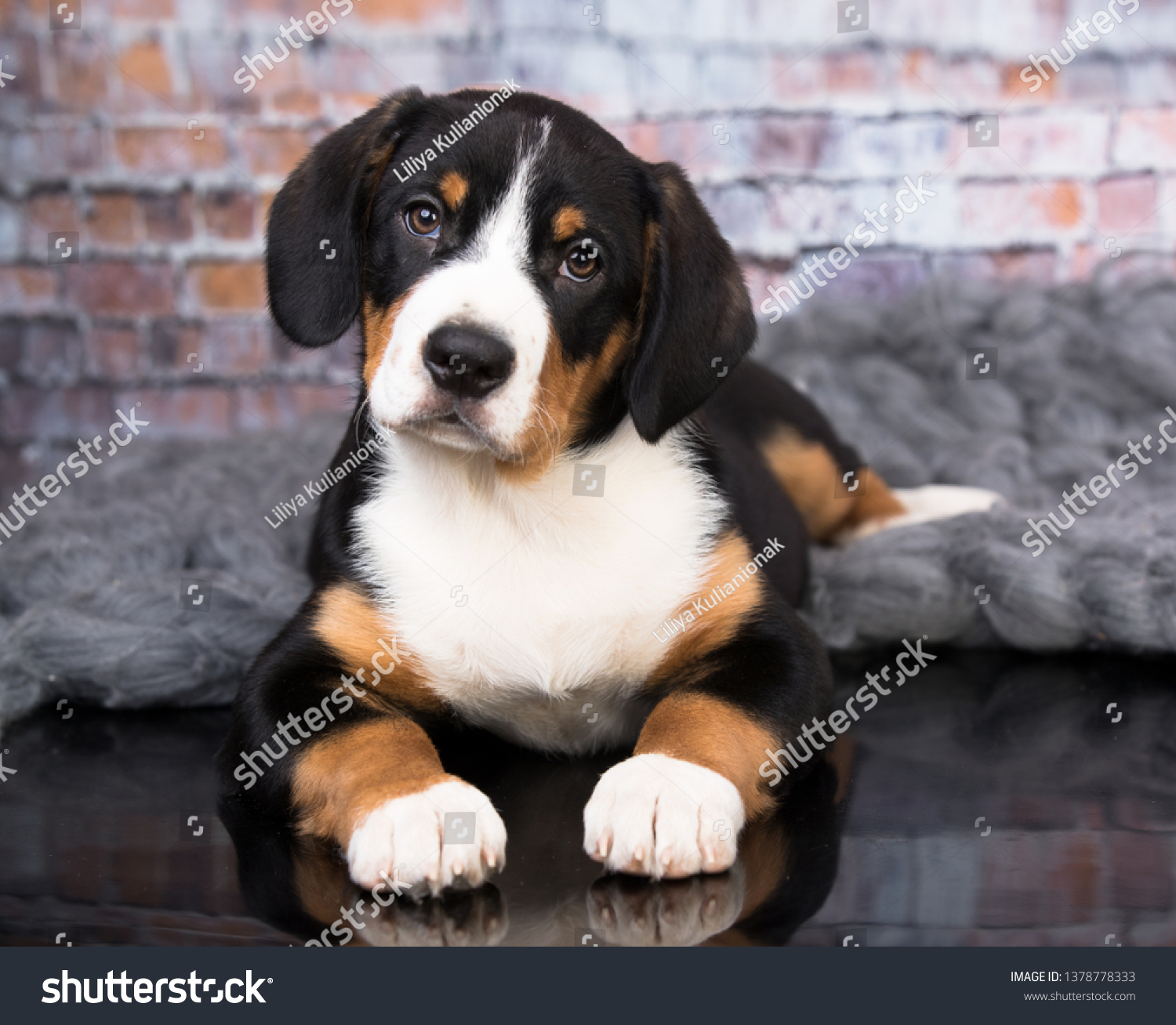 are entlebucher mountain dogs working