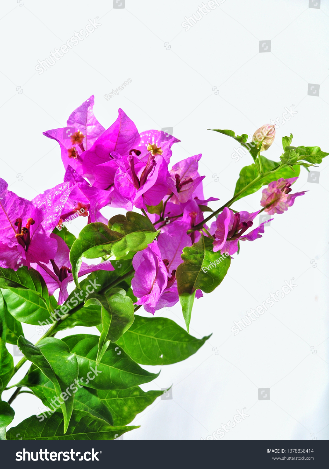 Purple Bougainvillea Isolated On White Background Stock Photo ...