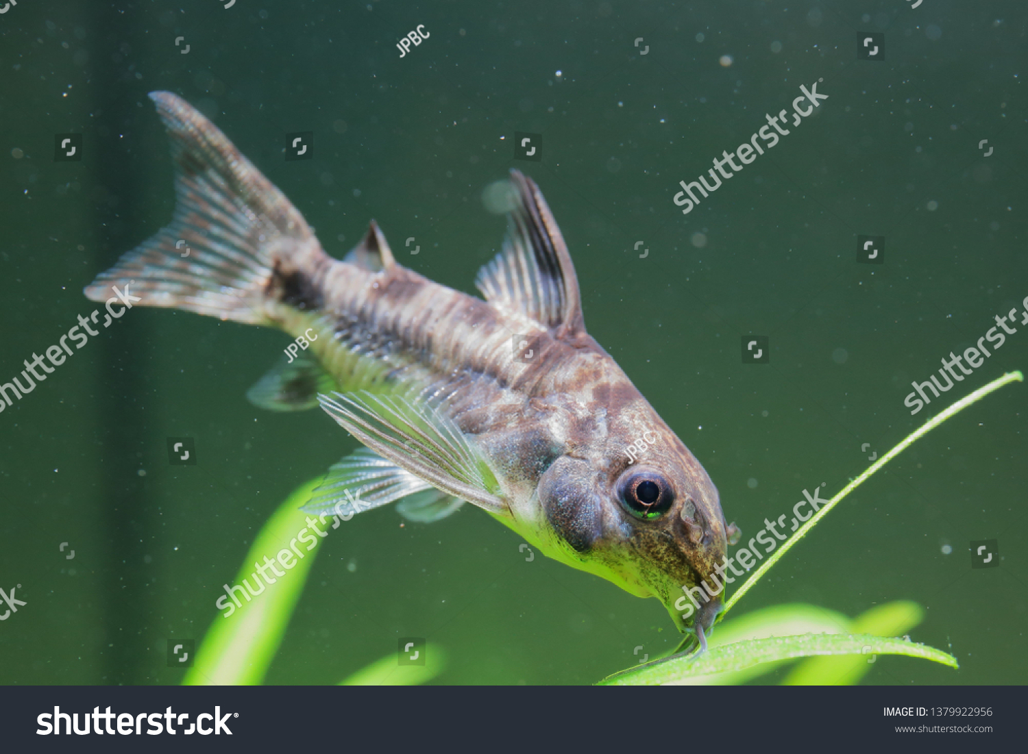 3,281 Peppered Catfish Images, Stock Photos & Vectors | Shutterstock