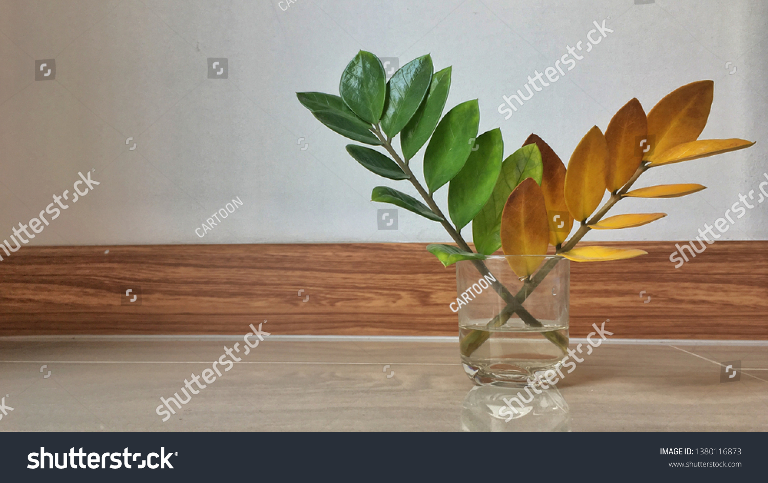 долларовое дерево размножение листом фото пошаговый