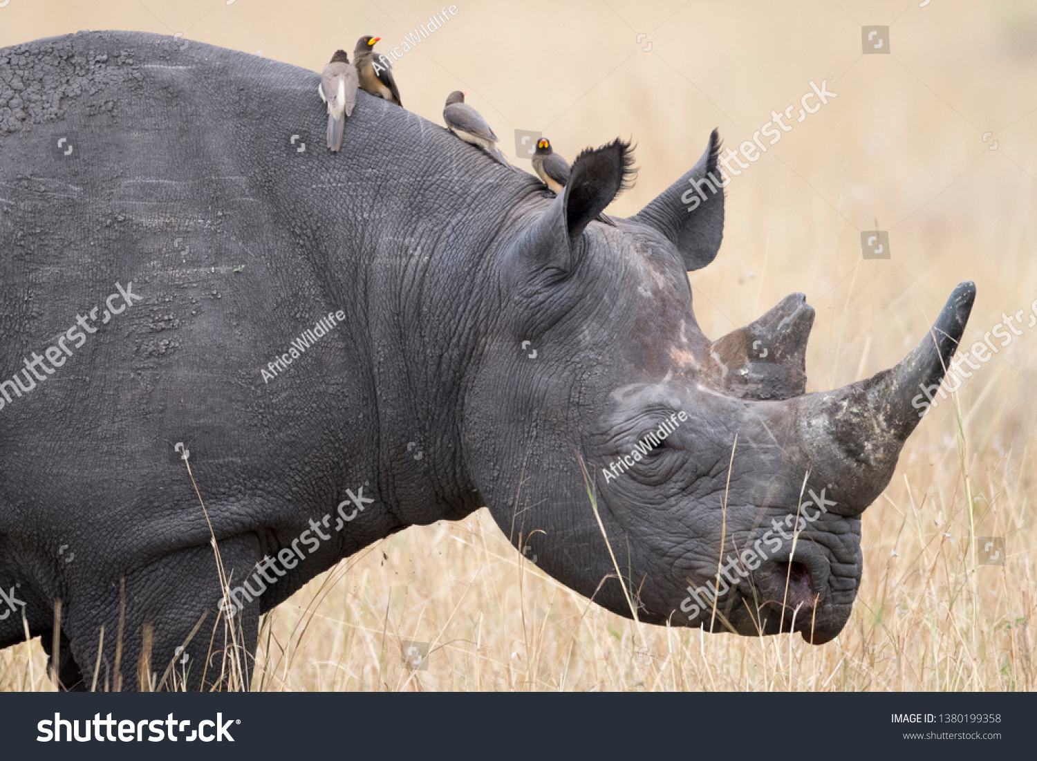 носорогу в жопе голова фото 65