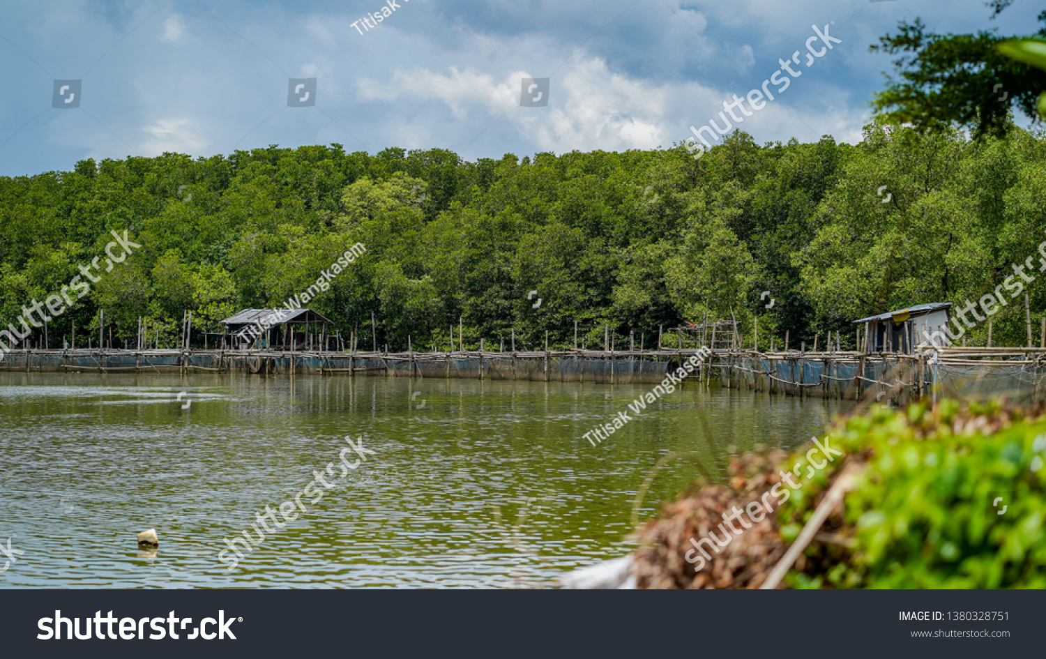 Fascinating Ecosystem Tropical Rainforest Many Types Stock Photo ...