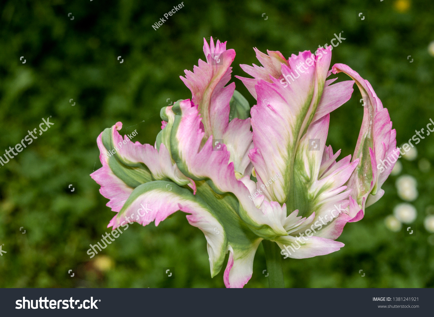 Tulipa Green Wave