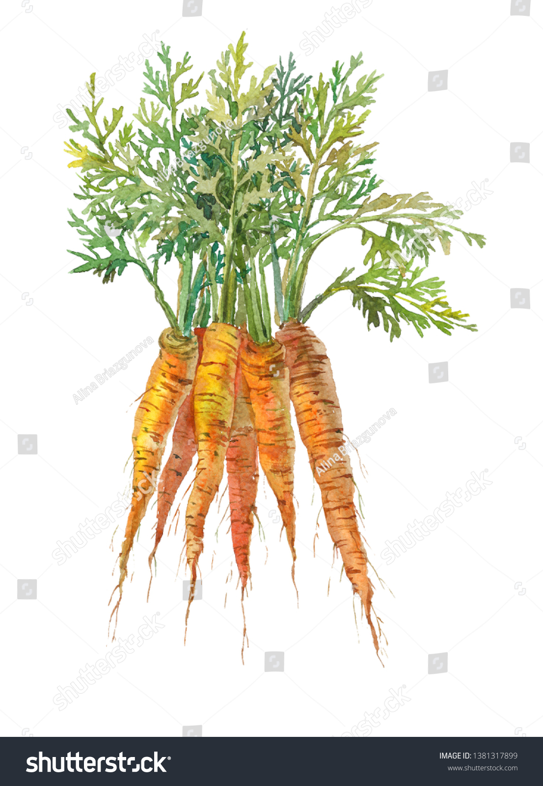 Carrot Leaves Handdrawn Botanical Illustration Carrots Stock