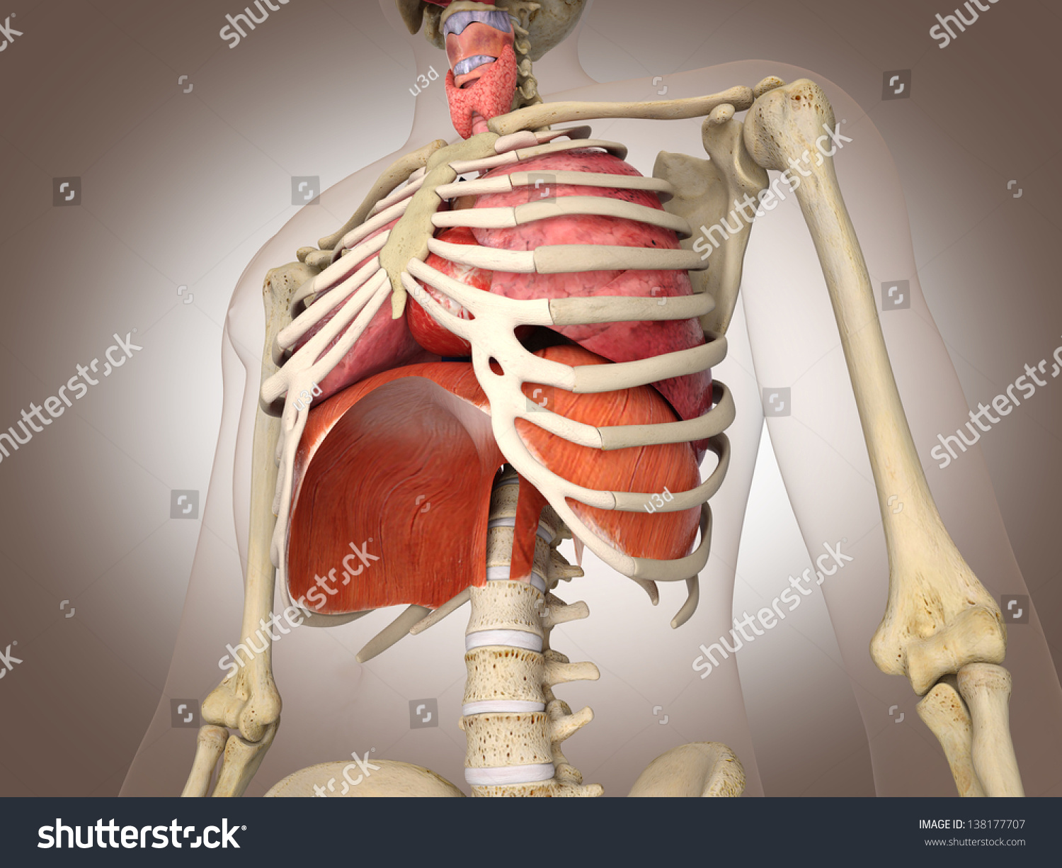 Скелет человека с легкими