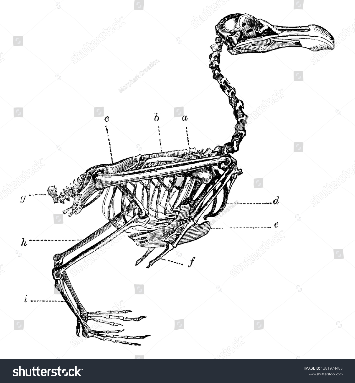 Skeleton Bird Dorsal Vertebrae Another Label Stock Vector ...