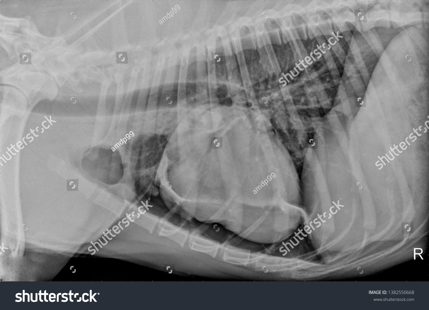 Chest Thoracic Xray Radiograph Dog Pneumothorax库存照片1382550668